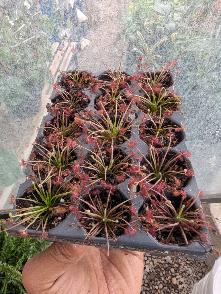 DROSERA PARADOXA INSECTIVORA/CARNIVORA