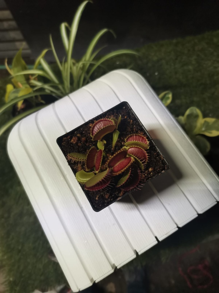 VENUS ATRAPAMOSCAS / CARNIVORA