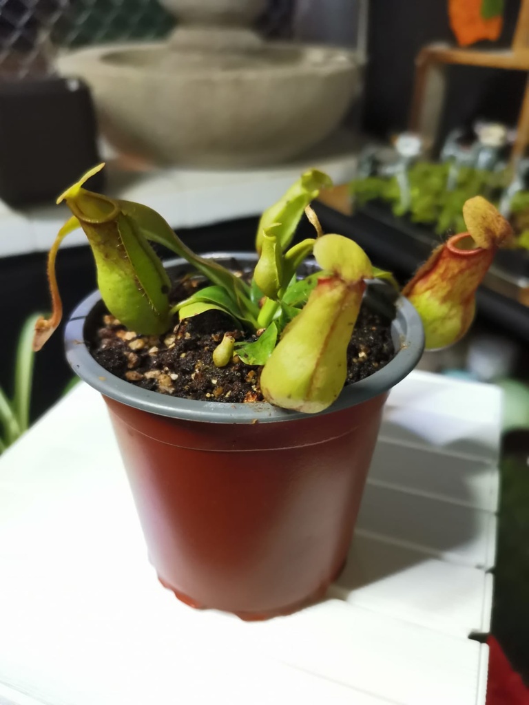 NEPENTHE GAYA / CARNIVORA