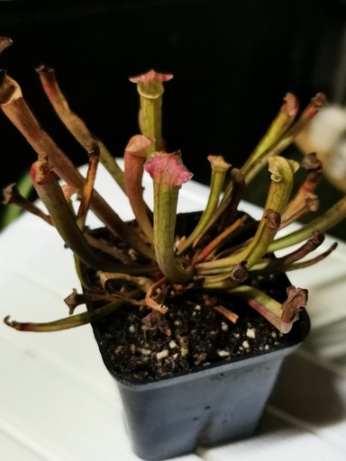SARRACENIA OREOPHILA / CARNIVORA