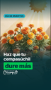Video: cómo cuidar tu cempasúchil