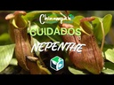 NEPENTHE GAYA / CARNIVORA