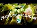 VENUS ATRAPAMOSCAS / CARNIVORA
