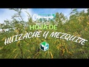 TIERRA VEGETAL HUIZACHE Y MEZQUITE