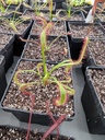 DROSERA CAPENSIS INSECTIVORA/CARNIVORA