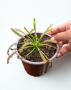 DROSERA PARADOXA INSECTIVORA/CARNIVORA