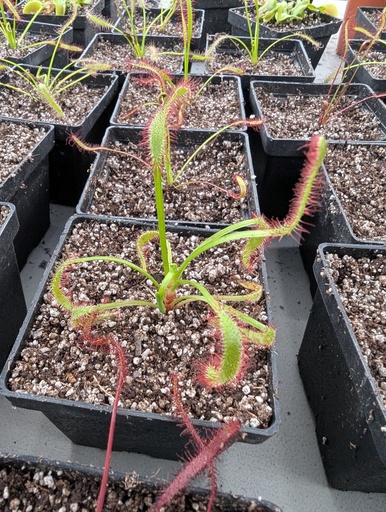 DROSERA CAPENSIS INSECTIVORA/CARNIVORA