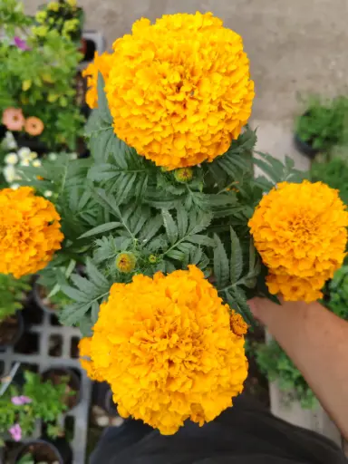 CEMPASUCHIL / TAGETES ERECTA